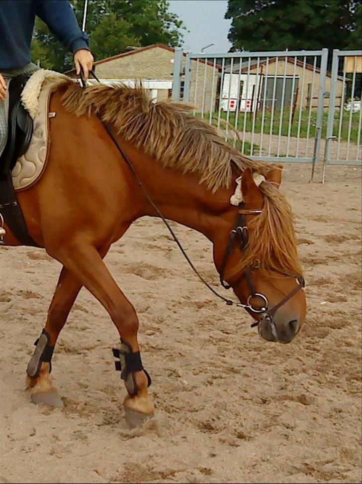 Anden særlig race Barcardi  - Så har der lige været dressur på hyppen, ser træt ud ? ! billede 9