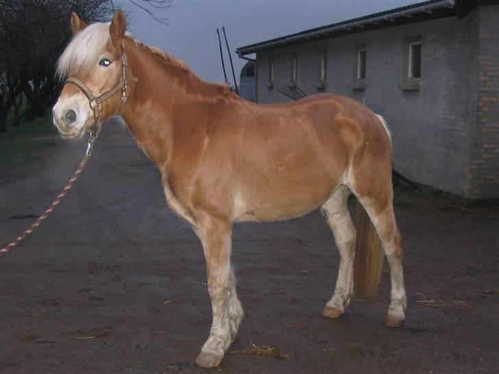 Haflinger kogle solgt billede 6