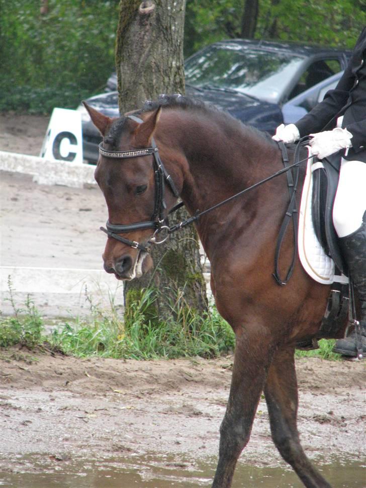 Arabisk fuldblod (OX) Bonick OX - R.I.P <3     - opvarmning i en mudderpøl. til individuel dristrikt mesterskab i silkeborg. - jeg var kun 1 point for placering  billede 1