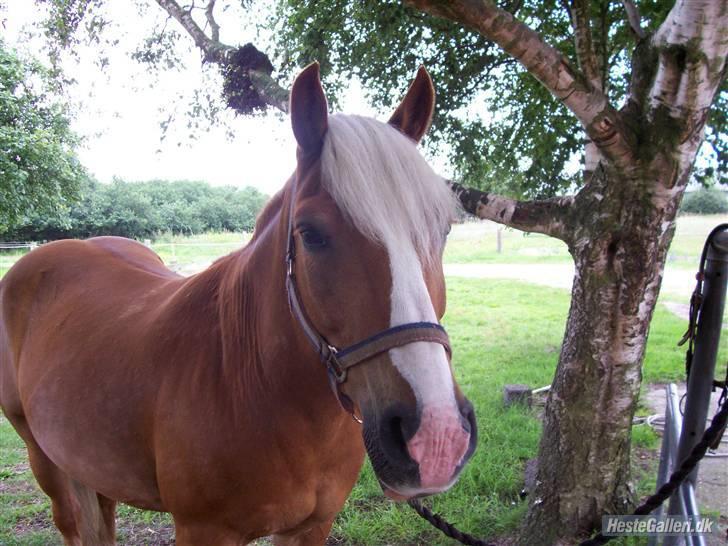 Tyroler Haflinger partner - partner ved børste bommen  billede 2