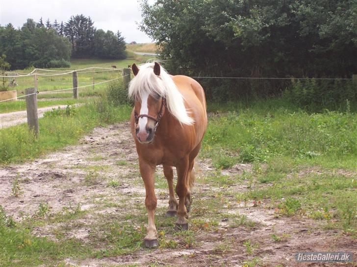 Tyroler Haflinger partner - partner på den lille fold billede 3