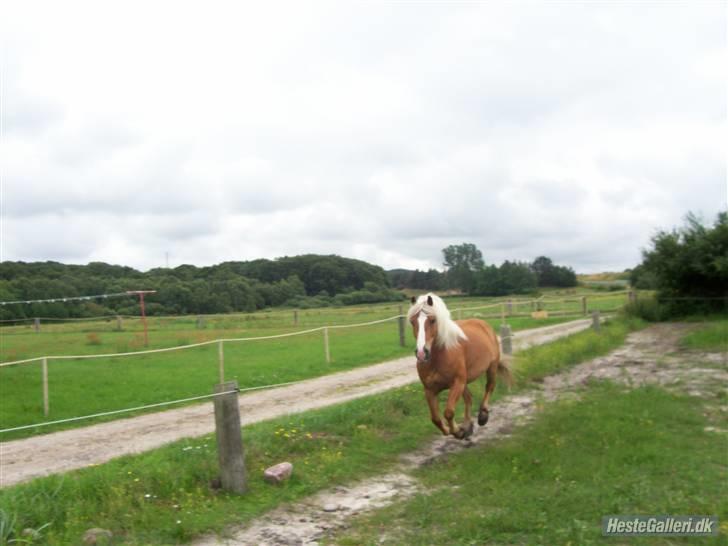 Tyroler Haflinger partner - partner som galloppere en lille tur billede 4