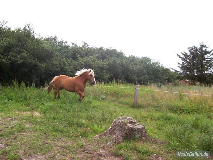 Tyroler Haflinger partner - her traver han lige lidt billede 5