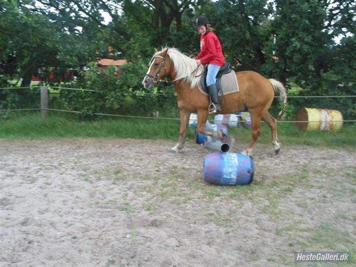Tyroler Haflinger partner - og et til billede 7