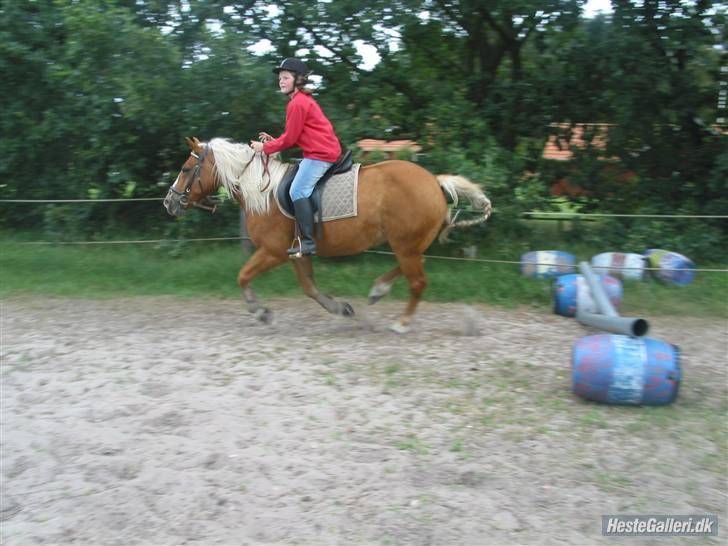 Tyroler Haflinger partner - her er vi så kommet over springet  billede 8