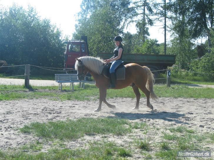 Tyroler Haflinger partner - lige lidt hygge dressur billede 11