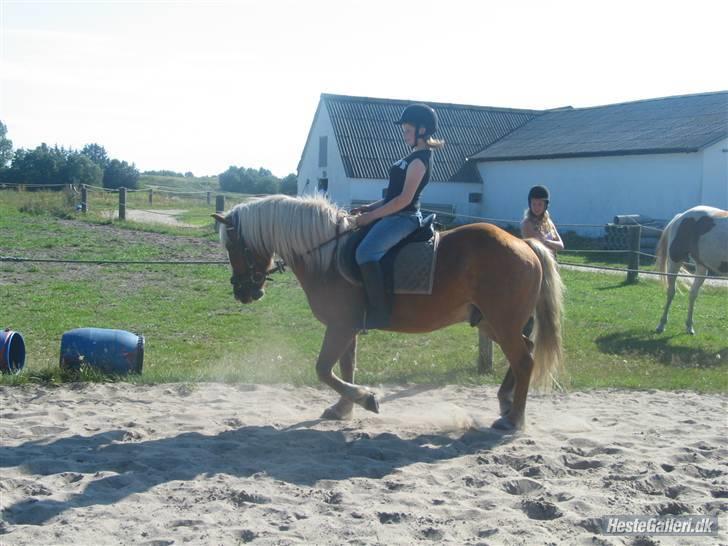 Tyroler Haflinger partner - lidt trav billede 12