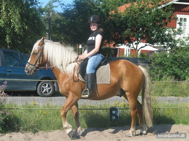 Tyroler Haflinger partner - her er vi så lige i solen i trav  billede 13