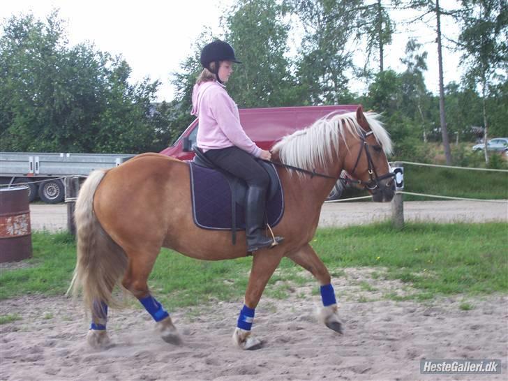 Tyroler Haflinger partner - traver lige igen  billede 14