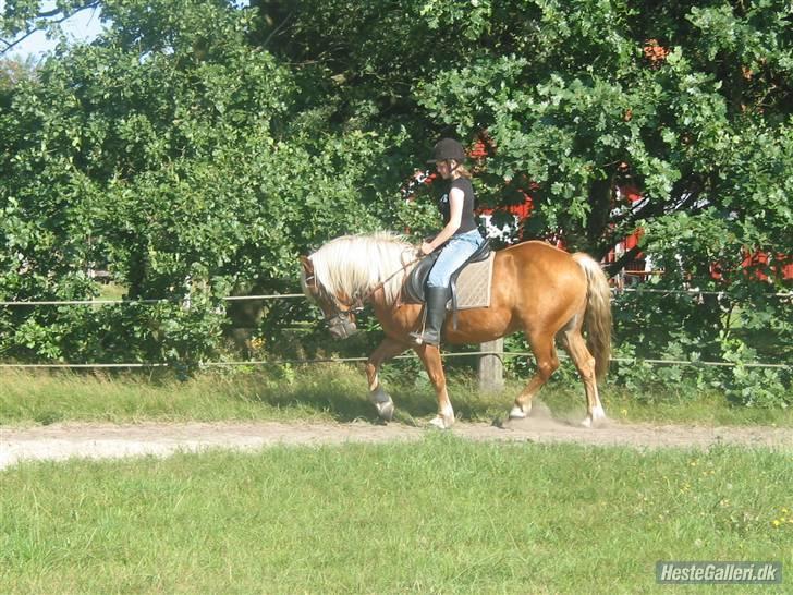 Tyroler Haflinger partner - der er smukke djlige partner billede 15