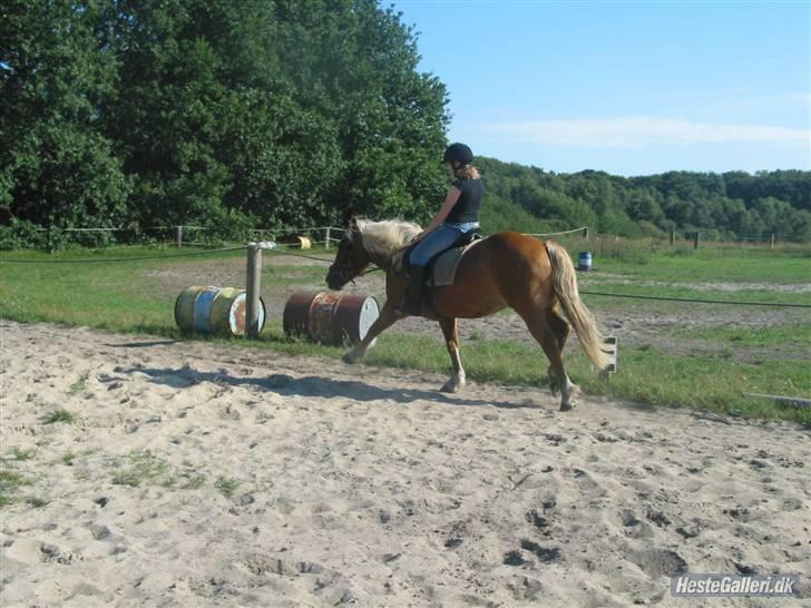 Tyroler Haflinger partner - her går han i fri trav billede 16