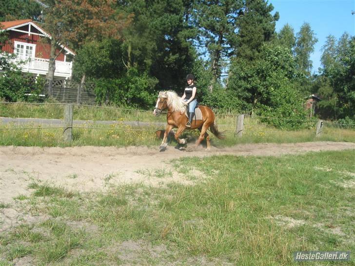 Tyroler Haflinger partner - vi skal da også prøve at galloppere i dag billede 17