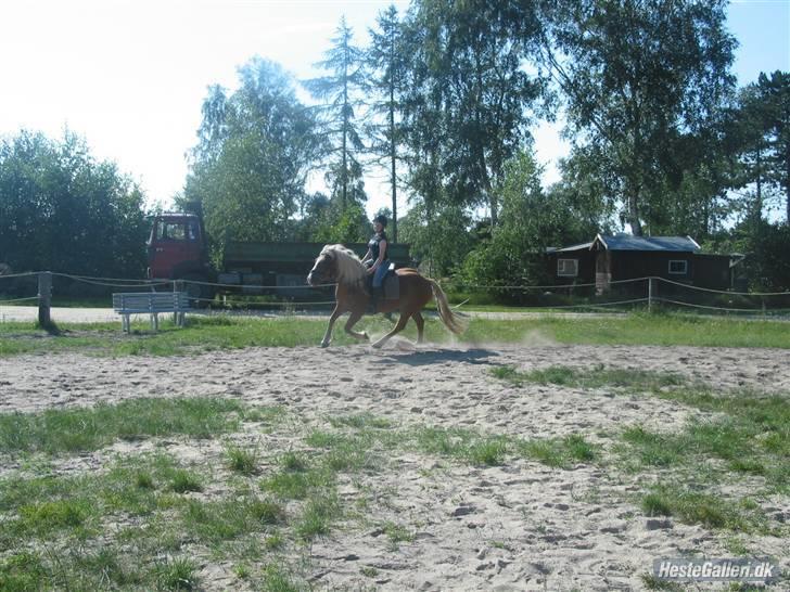 Tyroler Haflinger partner - og igen en lille galop tur  billede 18