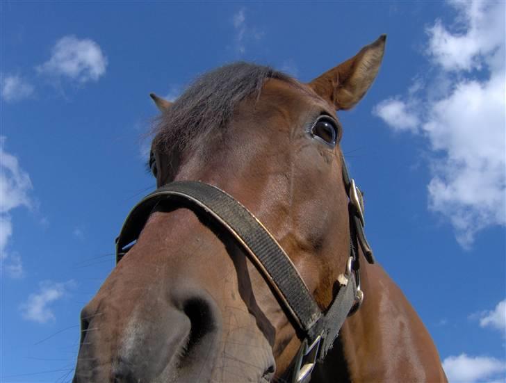 Arabisk fuldblod (OX) Bonick OX - R.I.P <3     - nååårh du sød <3 billede 17