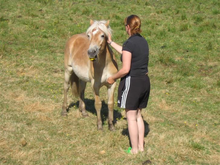 Haflinger Arthos Nordan  solgt billede 15