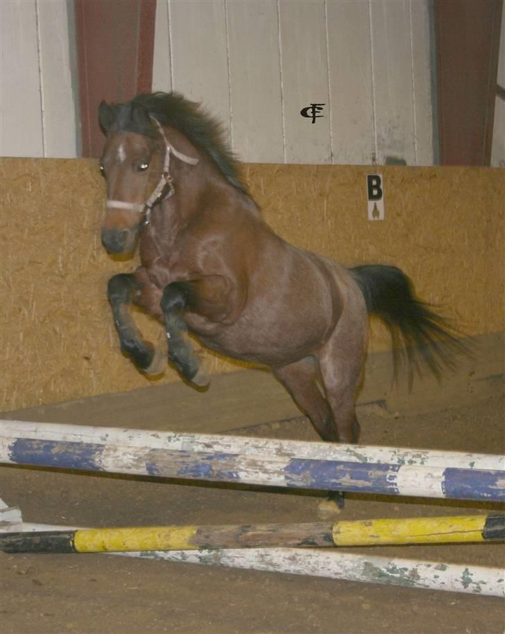 Anden særlig race Timian - R.I.P. - Timian til løsspring billede 2