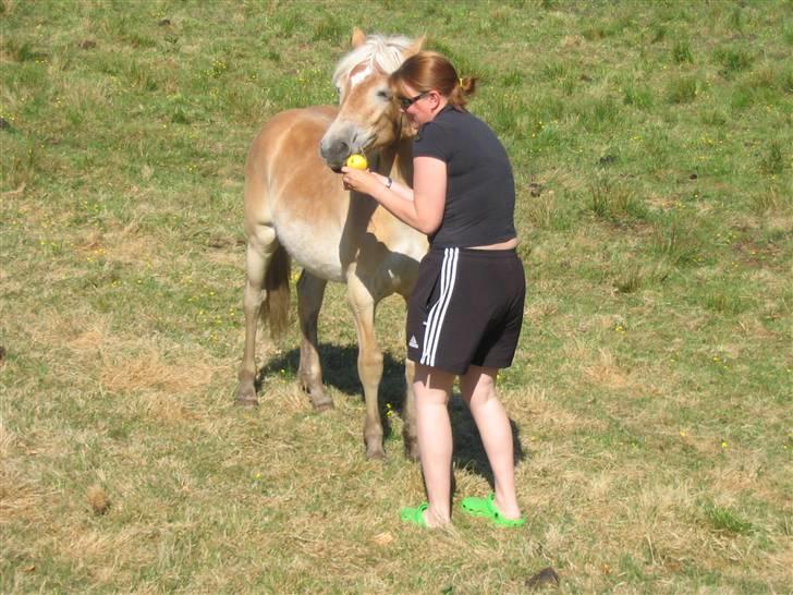 Haflinger Arthos Nordan  solgt billede 16