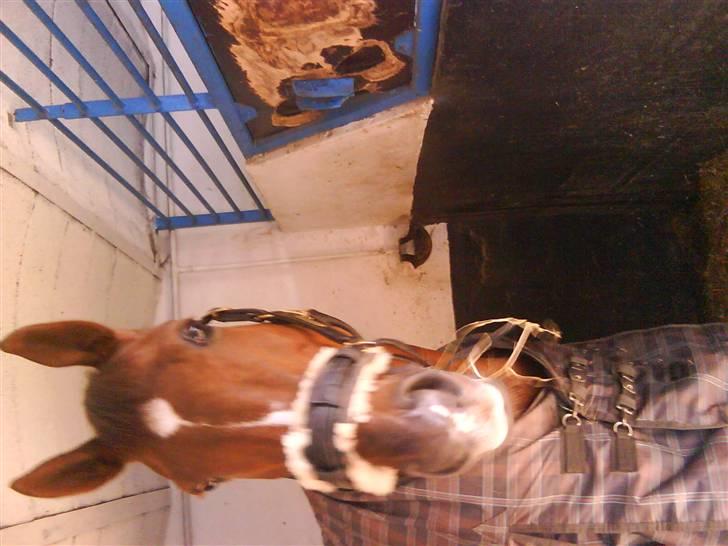 Dansk Varmblod CA-VA <3 R.I.P :'( - den 29 oktober 09 den dag hun blev aflivet billede 8