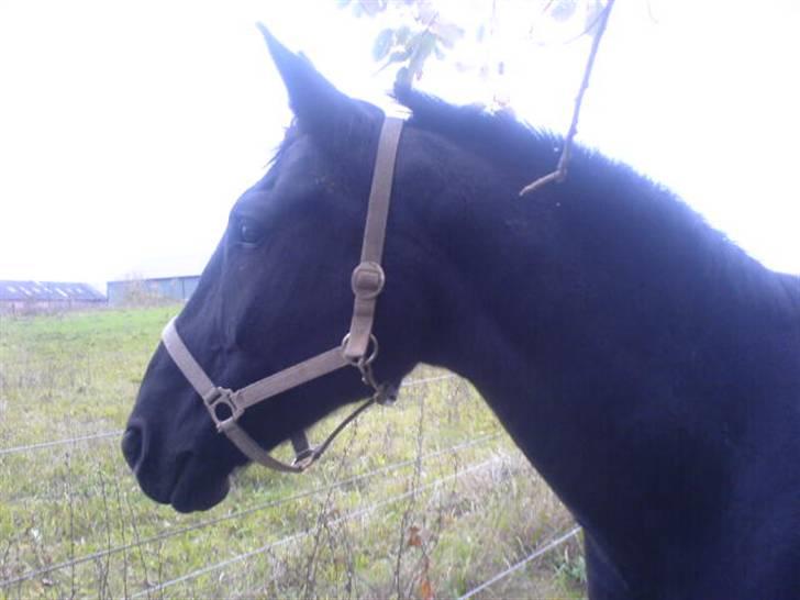 Oldenborg HHE's Turbo - † R.I.P † - På folden :´D [Foto: Mig] billede 16