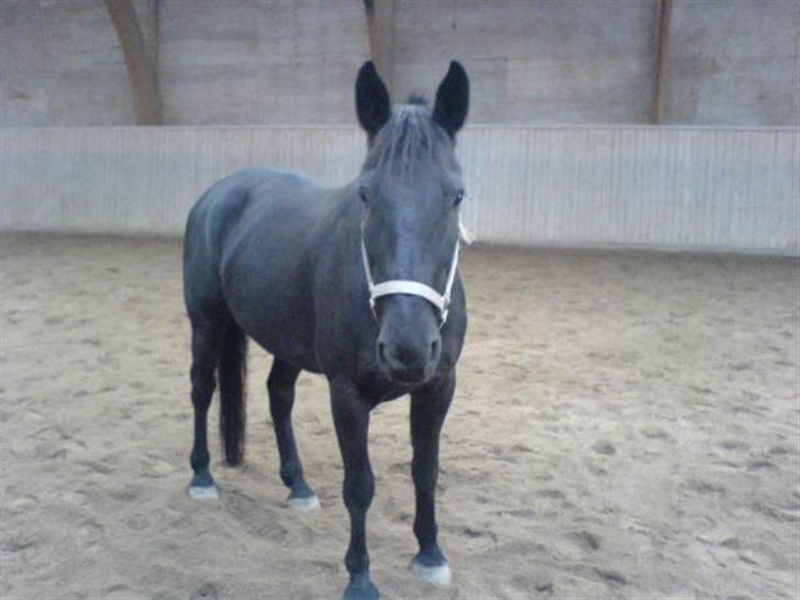 Oldenborg HHE's Turbo - † R.I.P † - Løs i ridehuset fordi jeg ville tage billeder , men bassen fulgte hele tiden efter mig :´] [Foto: Mig] billede 17