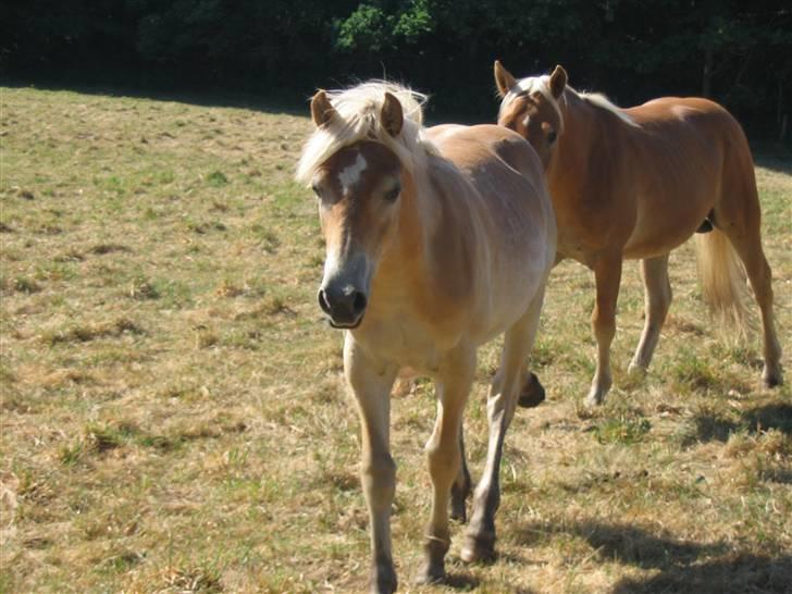 Haflinger Arthos Nordan  solgt billede 17