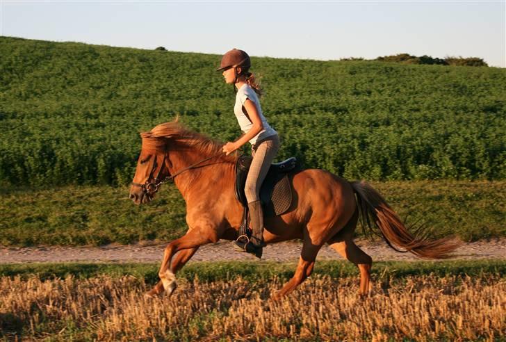 Islænder Kveldroði  - galop..  foto//far// billede 6