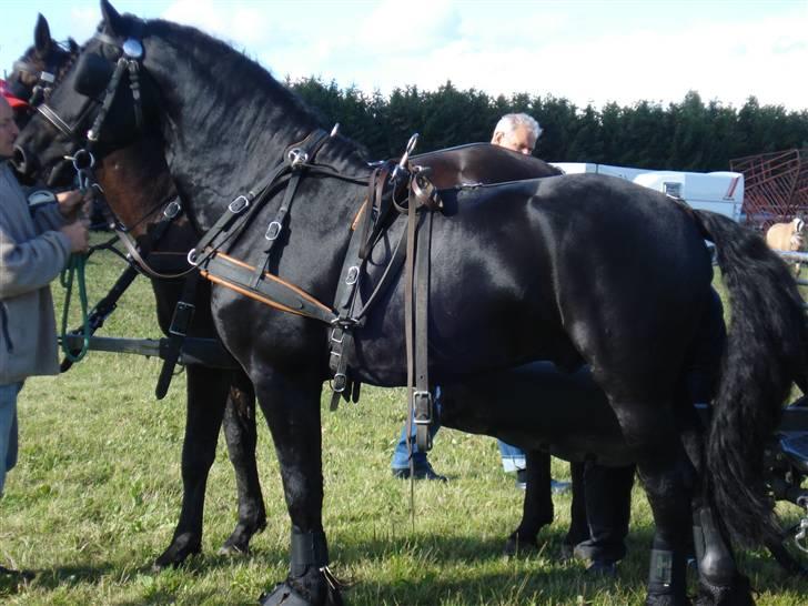 Frieser gart gejlbjerg - gart blev tilkørt billede 3