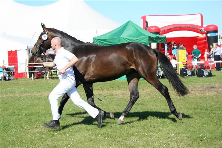 Dansk Varmblod Hot Star billede 17