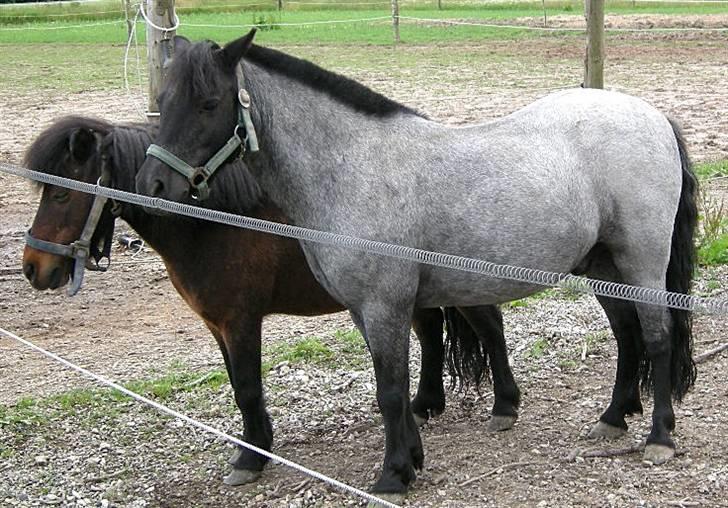 Anden særlig race Cimber - Min bedste ven Bruno billede 2