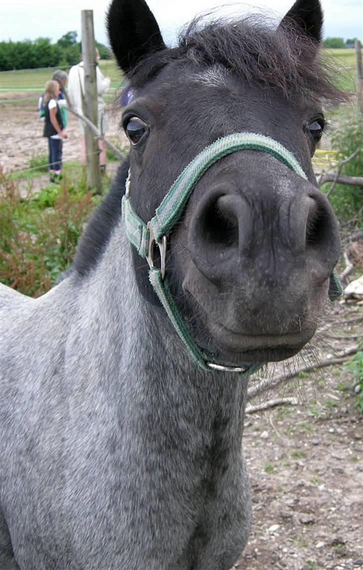 Anden særlig race Cimber - Øjjjj kan den spises, må jeg lege med den??? billede 3