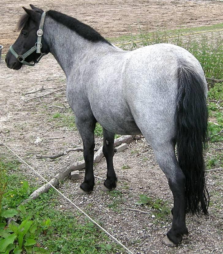 Anden særlig race Cimber - Hvor gik Bruno hen det klør. billede 4