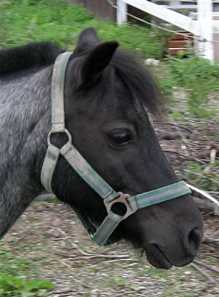 Anden særlig race Cimber - Jeg gider ikke være fotomodel, jeg vil klø billede 5