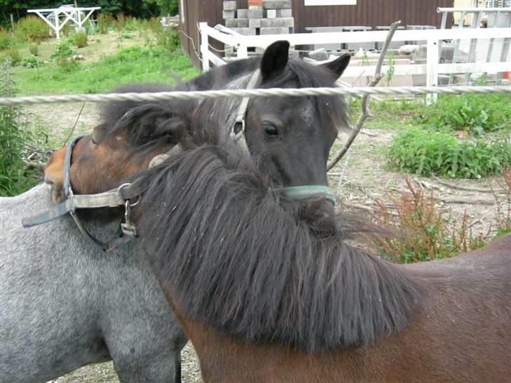 Anden særlig race Cimber - Ja lidt højere oppe det er godt billede 7
