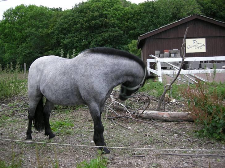 Anden særlig race Cimber - Nå benene må jeg vel sel klø, først det ene... billede 8