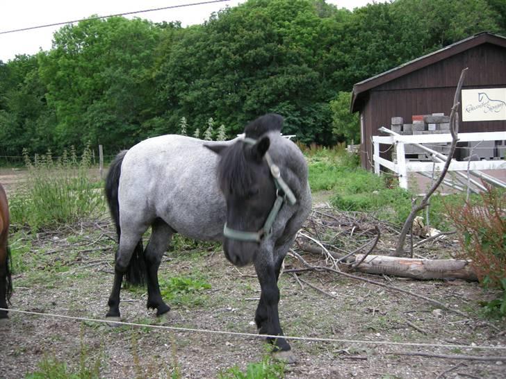 Anden særlig race Cimber - Så der andet. billede 9