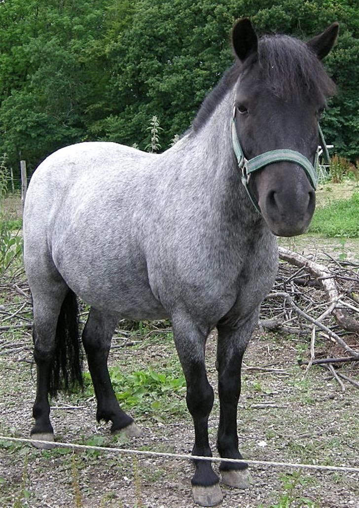 Anden særlig race Cimber - Er du stadig der??? billede 10