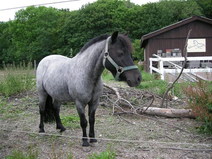 Anden særlig race Cimber - Skal vi snart ind og spise??? billede 11