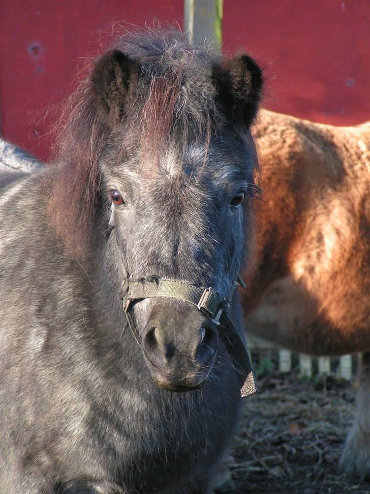 Shetlænder Kellas Penny Rose - UDLÅNT- billede 1