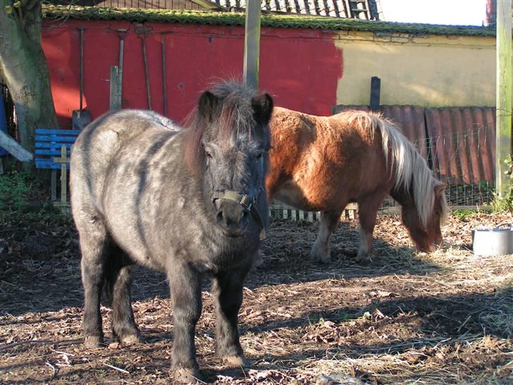 Shetlænder Kellas Penny Rose - UDLÅNT- billede 2