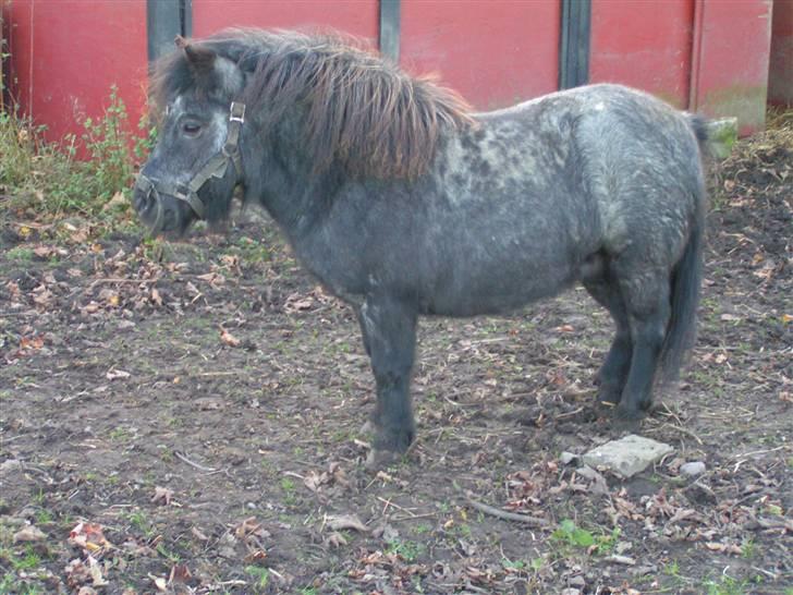 Shetlænder Kellas Penny Rose - UDLÅNT- billede 3