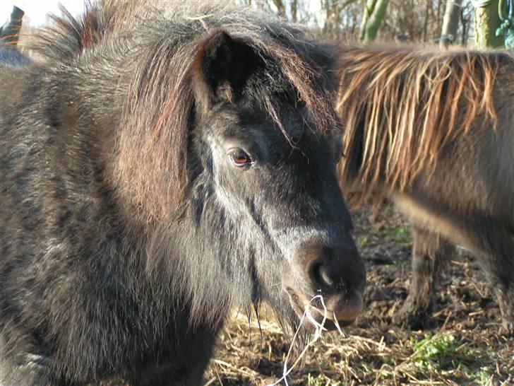 Shetlænder Kellas Penny Rose - UDLÅNT- billede 4