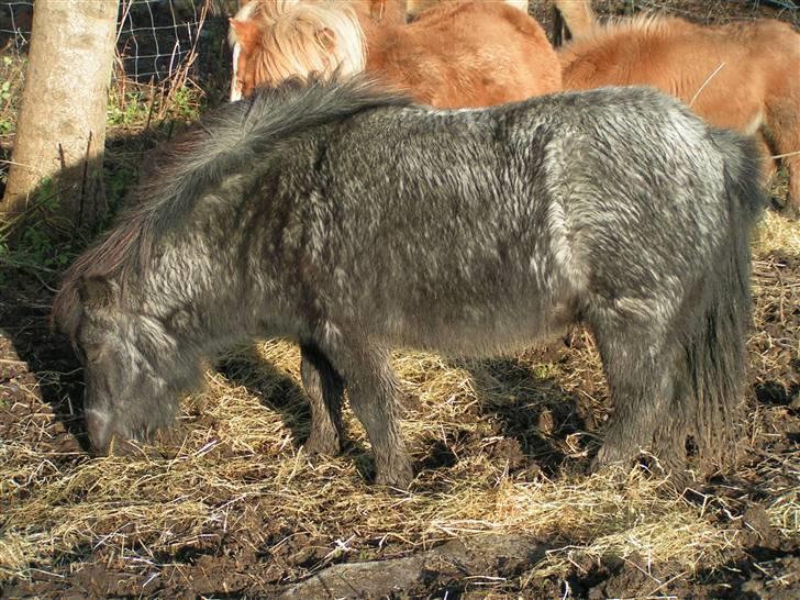 Shetlænder Kellas Penny Rose - UDLÅNT- billede 5