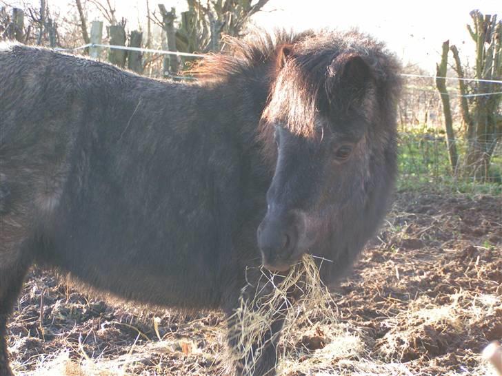 Shetlænder Kellas Penny Rose - UDLÅNT- billede 6