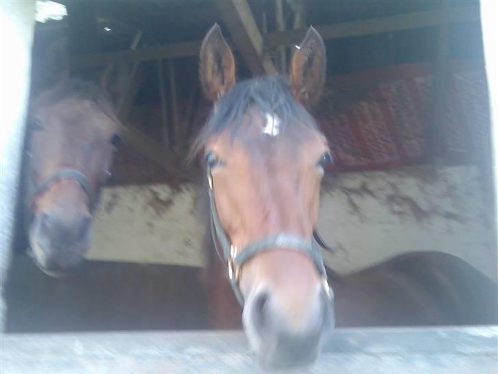 Dansk Varmblod Desaro billede 16