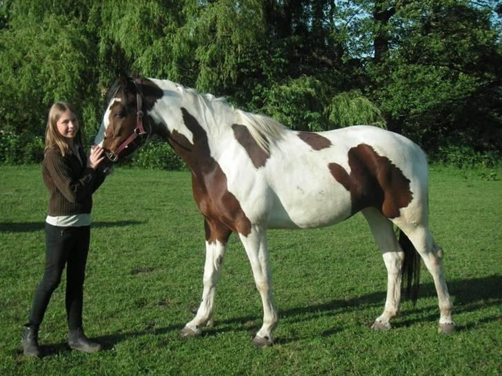 Pinto Chopstick R.I.P - Mig og Chopi billede 7