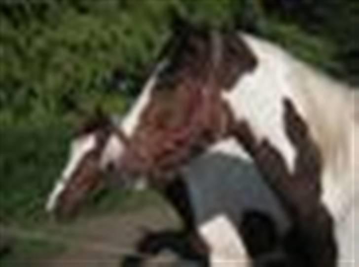 Pinto Chopstick R.I.P billede 8