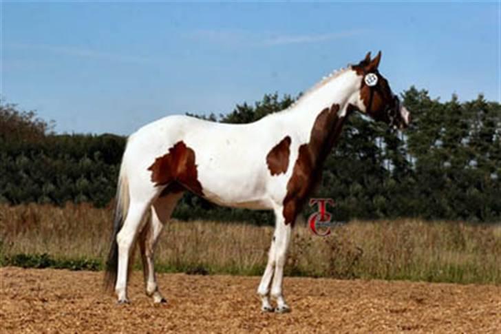 Pinto Chopstick R.I.P - Til Pinto kåring 2007 billede 9