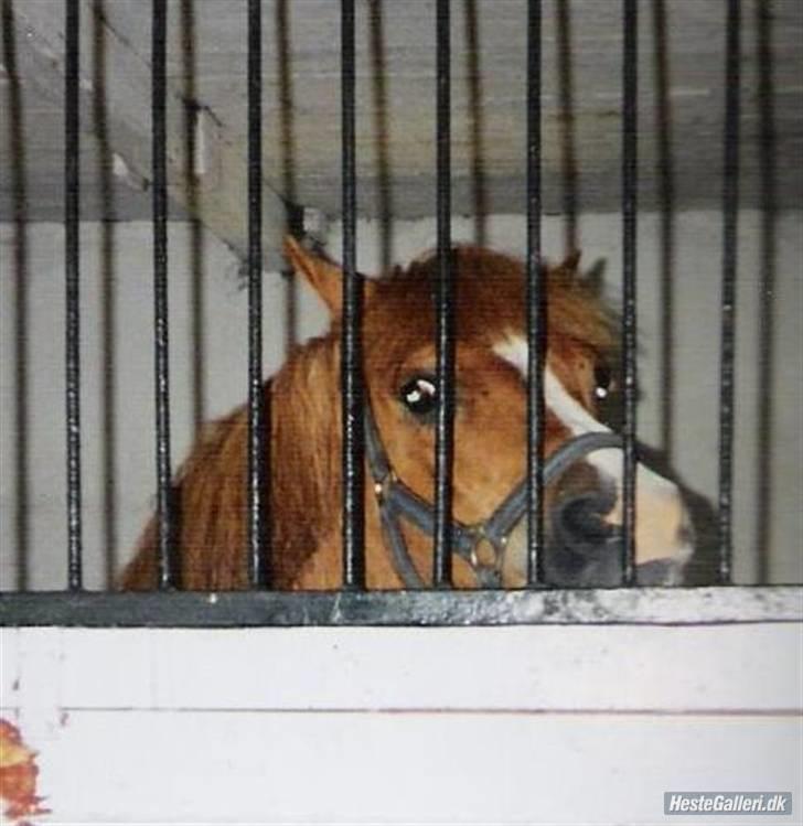 Anden særlig race Speedy Gonzales.. R.I.P - Speedy på Vestervang..<33 billede 4