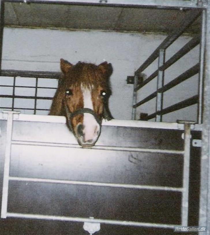 Anden særlig race Speedy Gonzales.. R.I.P - På baldegården.. billedet er taget på han´s fødselsdag.. <33 billede 5