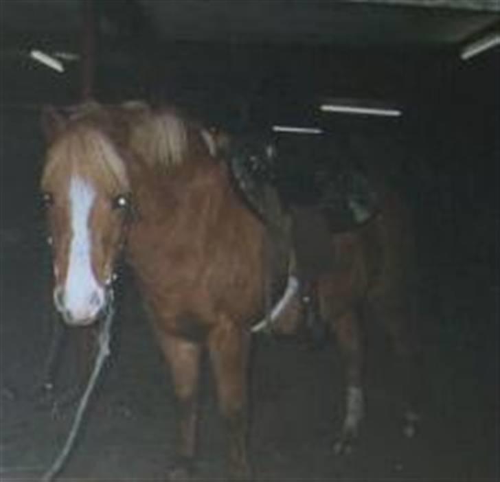 Anden særlig race Speedy Gonzales.. R.I.P - Speedy med western udstyr.. billede 7